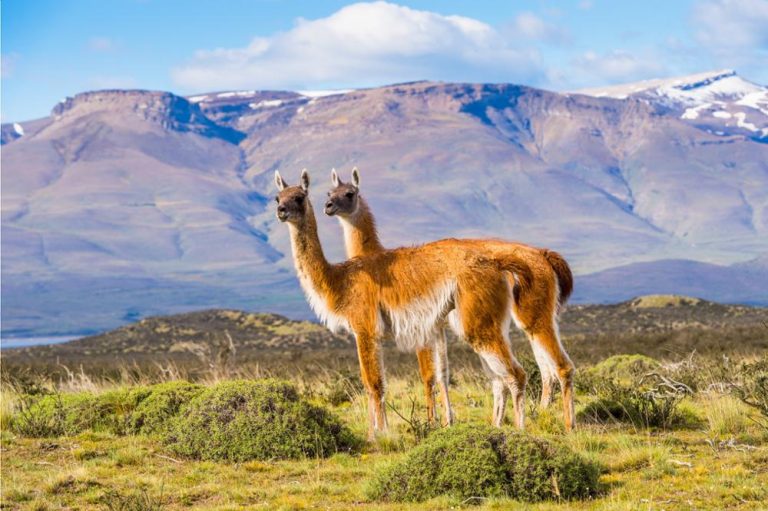Explorez la Patagonie : Conseils pour Visiter cette Région Fascinante
